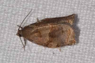 <i>Archips crataegana</i>