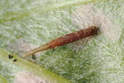 <i>Coleophora trigeminella</i>