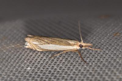 <i>Crambus pascuella</i>