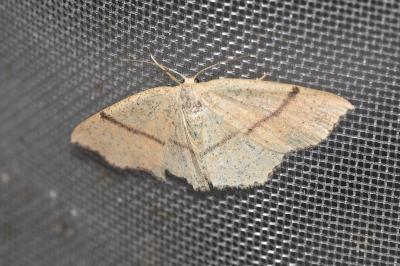 <i>Cyclophora punctaria</i>