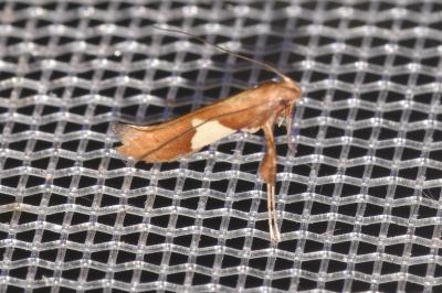 <i>Caloptilia stigmatella</i>