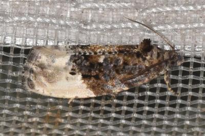 <i>Hedya nubiferana</i>
