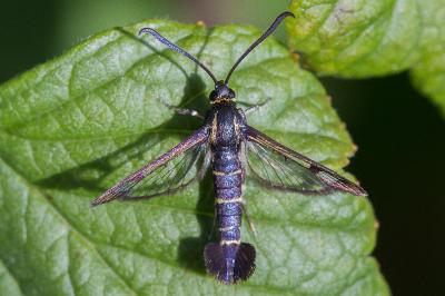 <i>Synanthedon tipuliformis</i>