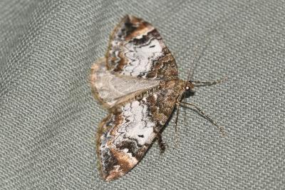 <i>Dysstroma truncata</i>