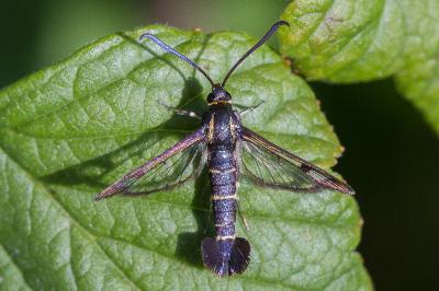 <i>Synanthedon tipuliformis</i>