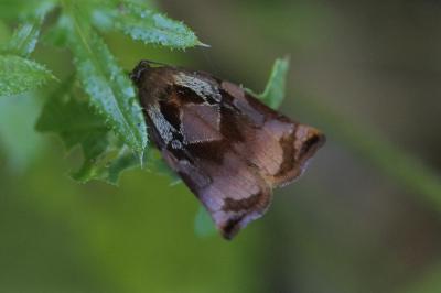 <i>Archips podana</i>