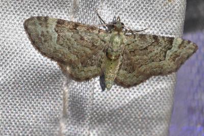 <i>Pasiphila rectangulata</i>