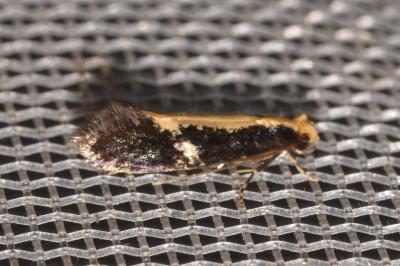 <i>Monopis crocicapitella</i>