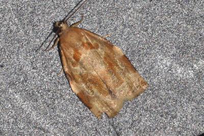 <i>Archips xylosteana</i>