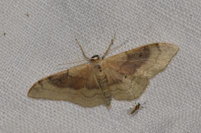 <i>Idaea degeneraria</i>