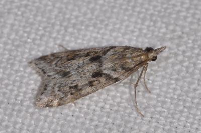 <i>Eudonia angustea</i>