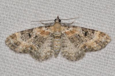 <i>Eupithecia pulchellata</i>