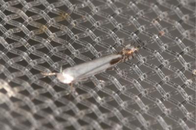 <i>Lyonetia clerkella</i>