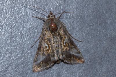 <i>Autographa gamma</i>