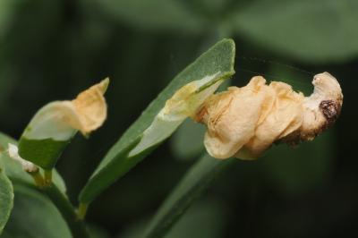 <i>Coleophora colutella</i>
