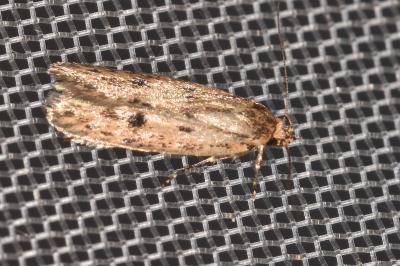 <i>Hofmannophila pseudospretella</i>
