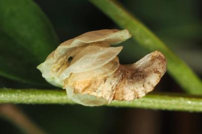 <i>Coleophora colutella</i>