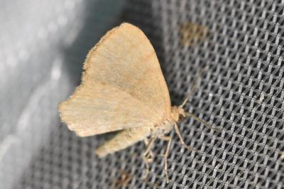 <i>Euchoeca nebulata</i>