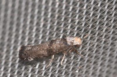 <i>Paraswammerdamia nebulella</i>