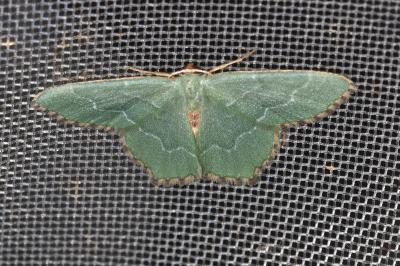 <i>Hemithea aestivaria</i>