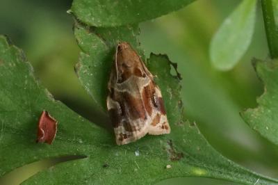 <i>Archips xylosteana</i>
