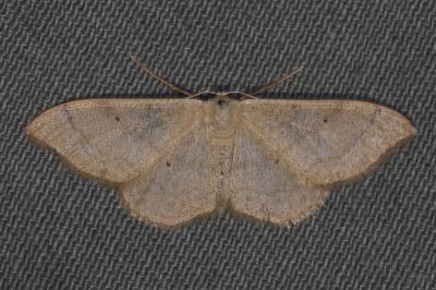 <i>Mythimna straminea</i>