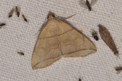<i>Herminia grisealis</i>