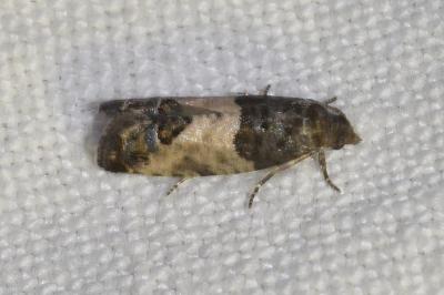 <i>Spilonota ocellana</i>