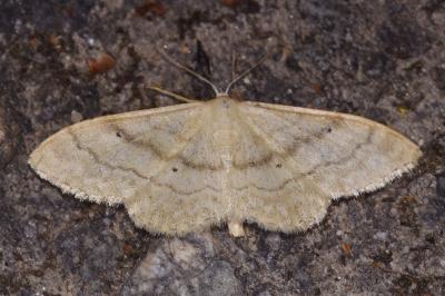 <i>Idaea deversaria</i>