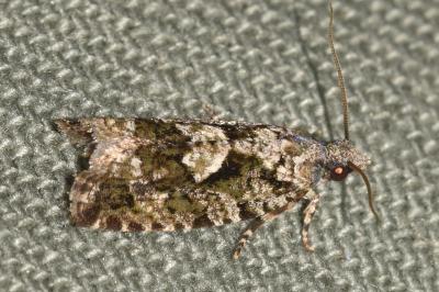<i>Zeiraphera isertana</i>