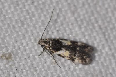 <i>Teleiodes luculella</i>