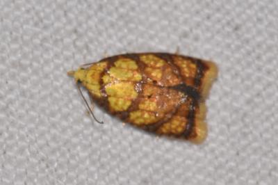 <i>Acleris bergmanniana</i>