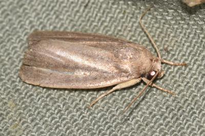<i>Proxenus hospes</i>