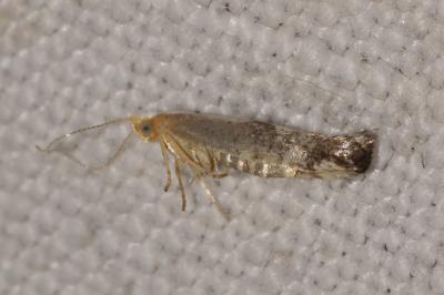 <i>Argyresthia spinosella</i>