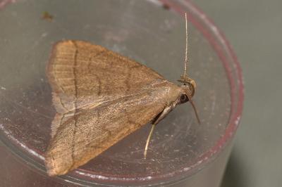 <i>Herminia tarsipennalis</i>