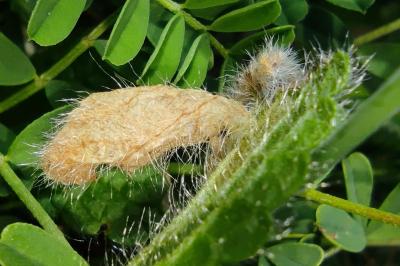 <i>Coleophora paucinotella</i>