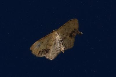 <i>Idaea dimidiata</i>
