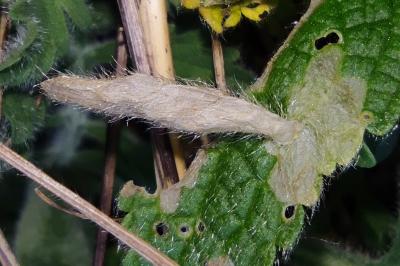 <i>Coleophora paucinotella</i>