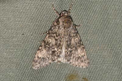 <i>Acronicta megacephala</i>