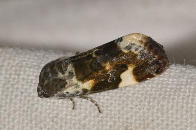 <i>Acontia lucida</i>
