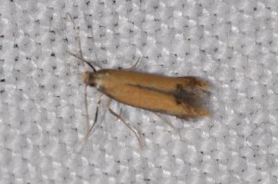 <i>Coptotriche marginea</i>