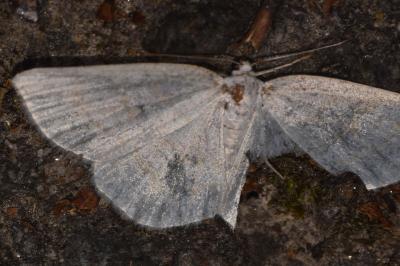 <i>Cabera exanthemata</i>