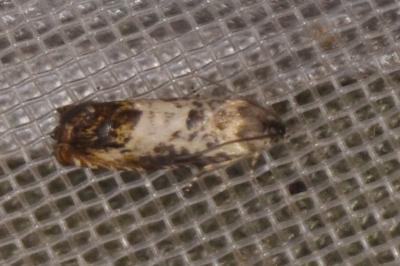<i>Pammene fasciana</i>