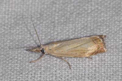 <i>Chrysoteuchia culmella</i>