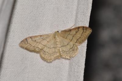 <i>Idaea aversata</i>