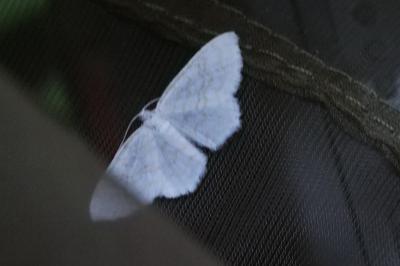 <i>Scopula floslactata</i>