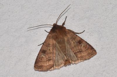 <i>Diarsia rubi</i>