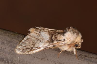 <i>Drymonia dodonaea</i>