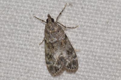 <i>Eudonia mercurella</i>