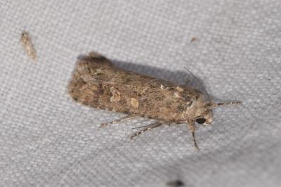 <i>Spodoptera exigua</i>
